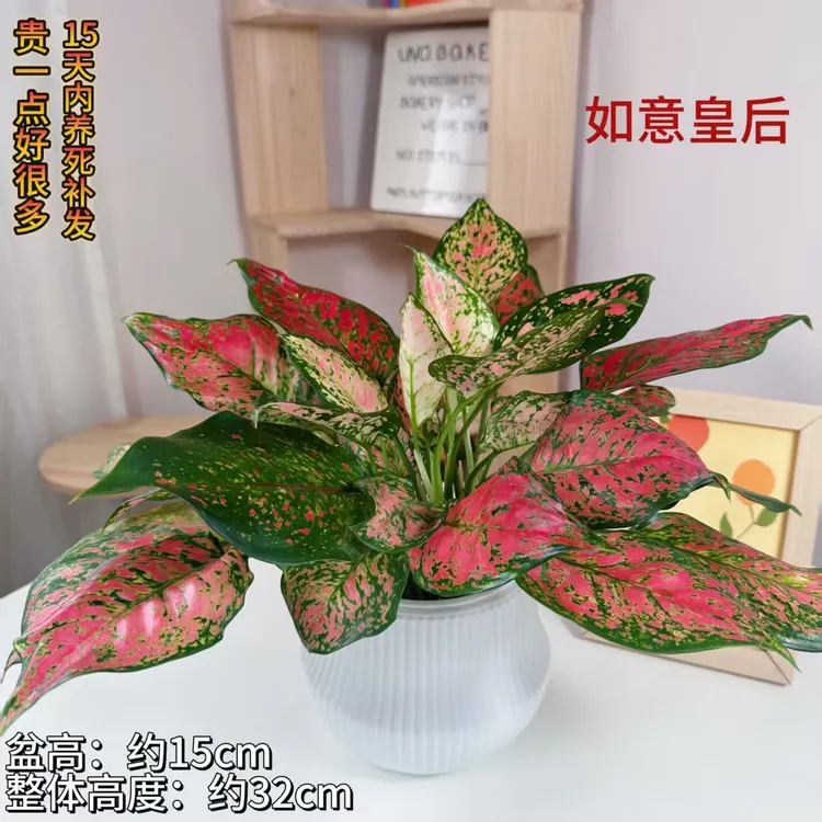 如意皇后ins风室内桌面花卉客厅四季耐养净化空气小盆栽懒人植物
