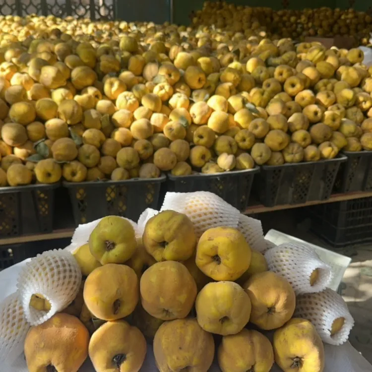 新疆特产喀什 榅桲