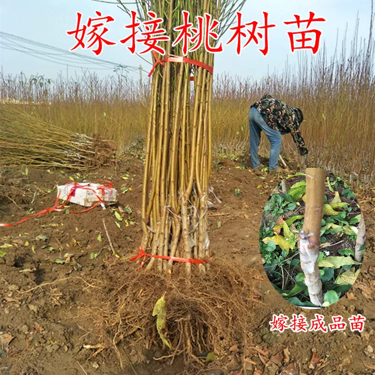 桃树果苗当年结果南方北方种植特大桃子树早熟水蜜桃嫁接冬桃树苗