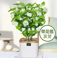 带花苞【整盆精品茉莉】香水茉莉花盆栽四季开花好养送吸水盆庭院