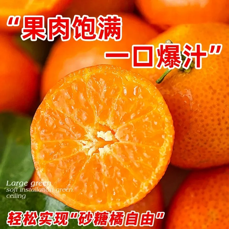 沙糖桔树苗地栽盆栽南方北方种植橘子树苗柑桔果树果苗嫁接砂糖橘商品图