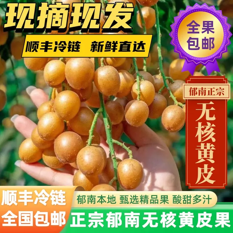 全国顺丰冷链包邮 郁南正宗无核黄皮 黄皮果新鲜现摘当季酸甜水果