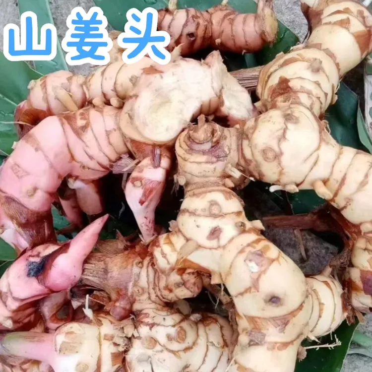 正宗新鲜老生姜南姜商用潮汕特色餐饮山姜头牛羊肉去腥随机发货
