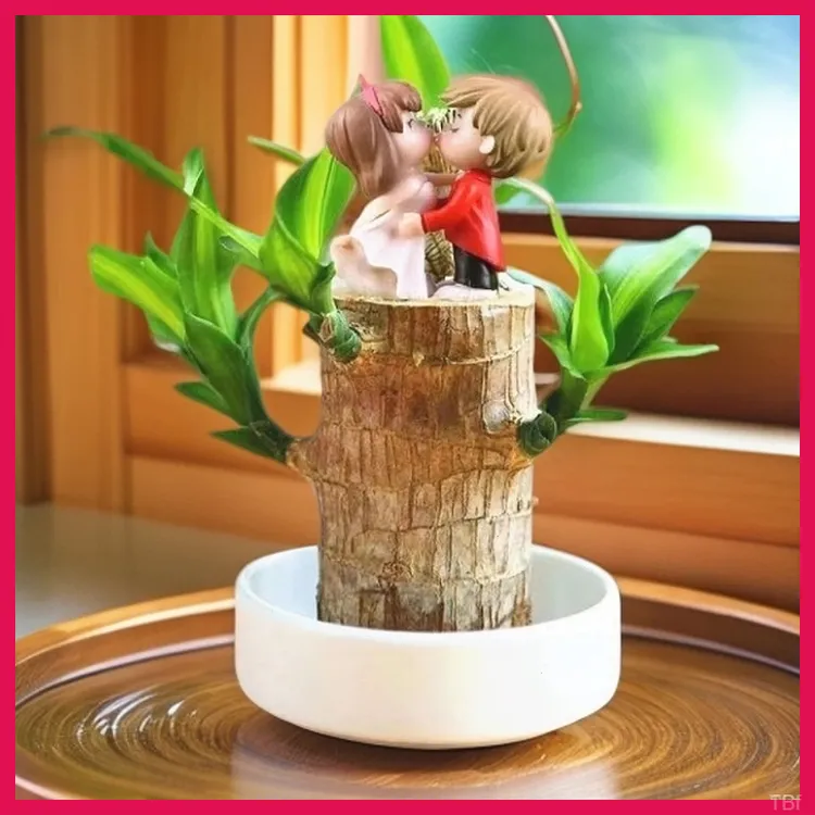 10cm高带芽巴西木水培开花客厅室内绿植茶室盆栽好养植物绿植盆栽