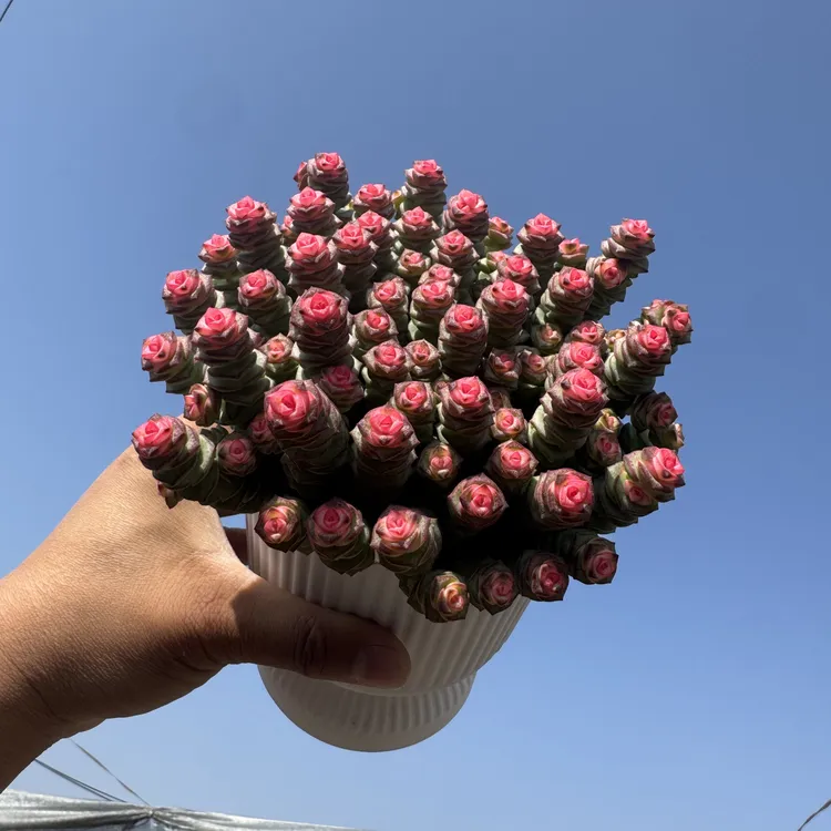 多肉钱串锦（50头）植物多肉大盆植物室内懒人养不死多肉小盆栽