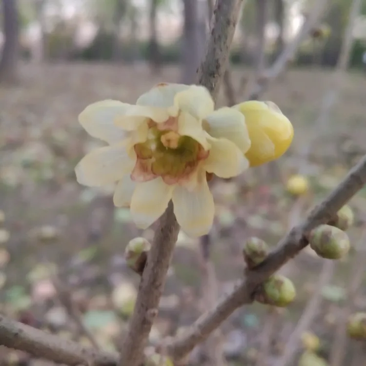 腊梅一物一拍专属链接下完单自动下架