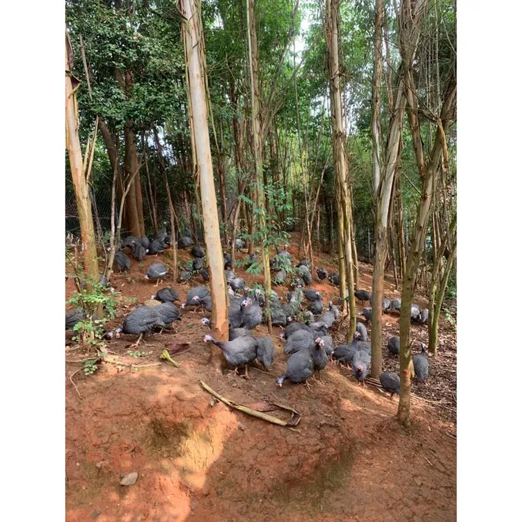 林下散养 会飞的鸡