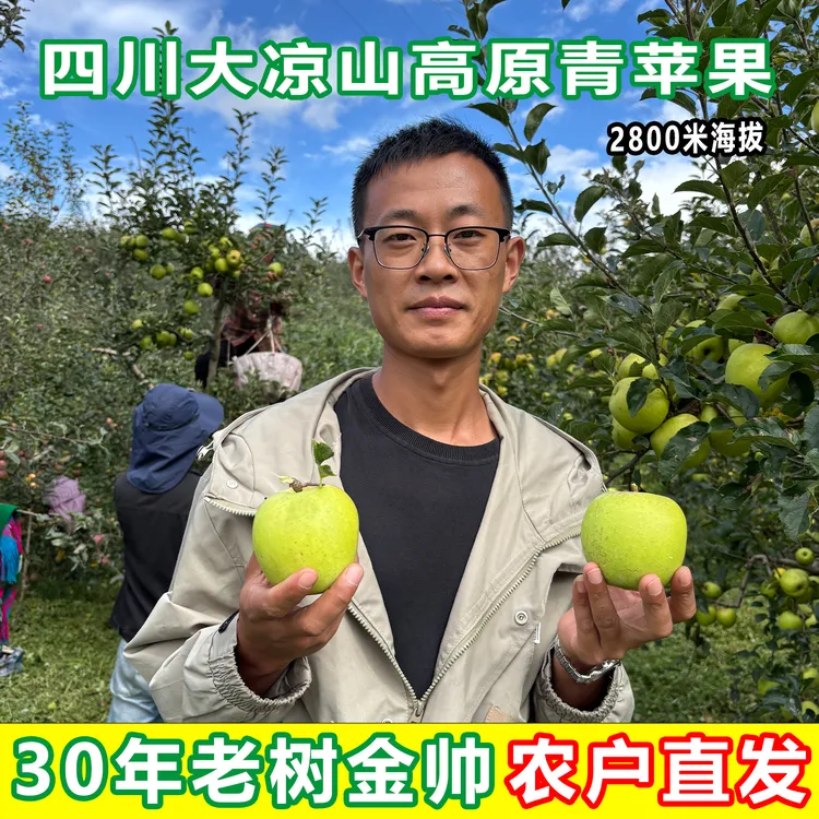 金帅青苹果四川大凉山盐源高山海拔脆酸甜当季现摘孕妇水果老品种