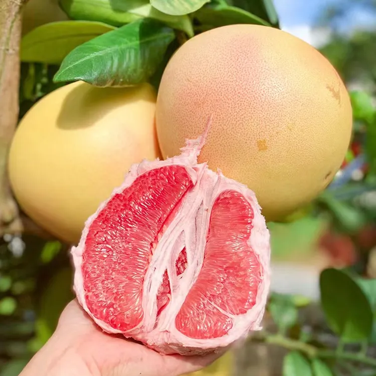 【红心柚】福建红心蜜柚新鲜采摘皮薄鲜甜多汁4.5斤/8.5斤