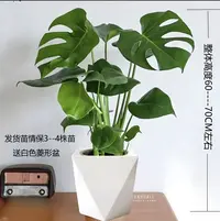 【龟背竹】3-4株老龟背盆栽室内美观好养四季常青