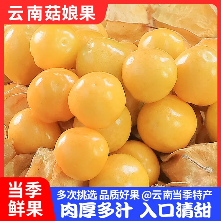 云南姑娘果中大果超甜黄姑娘水果菇娘新鲜云南特产灯笼果菇娘