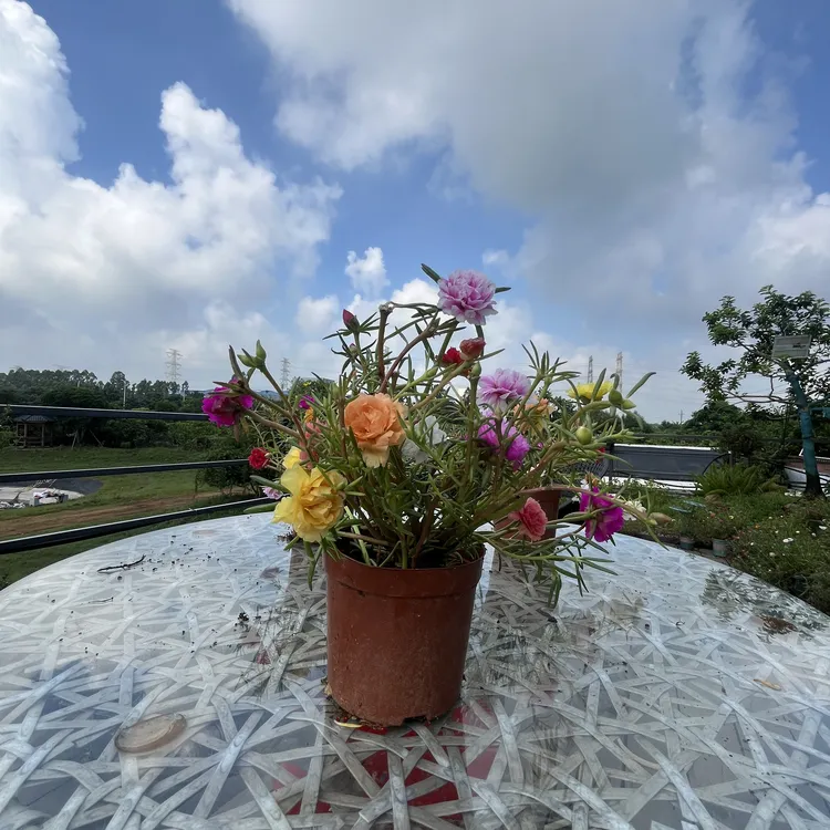 【商家精选】太阳花苗四季开花【大虎】