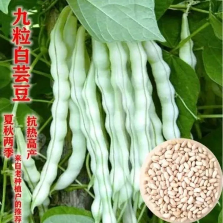 【L】【九粒白芸豆种子】四季架豆老来白不老豆角籽压趴架摘不败商品图