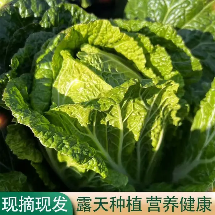 贵州威宁高山霜打大白菜白菜现砍现新鲜时令蔬菜清甜可口可涮火锅
