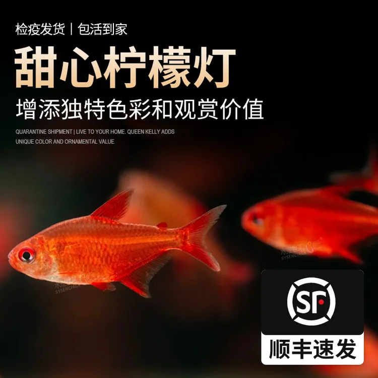 甜心柠檬灯草缸群游鱼南美热带观赏鱼进口高端灯鱼红绿灯稀有灯鱼