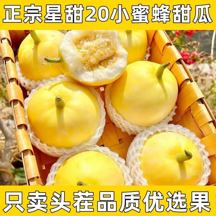 【果园直发 瓜香四溢】星甜20山东头茬小蜜蜂甜瓜早甜瓜小蜜罐现摘香瓜5斤商品图