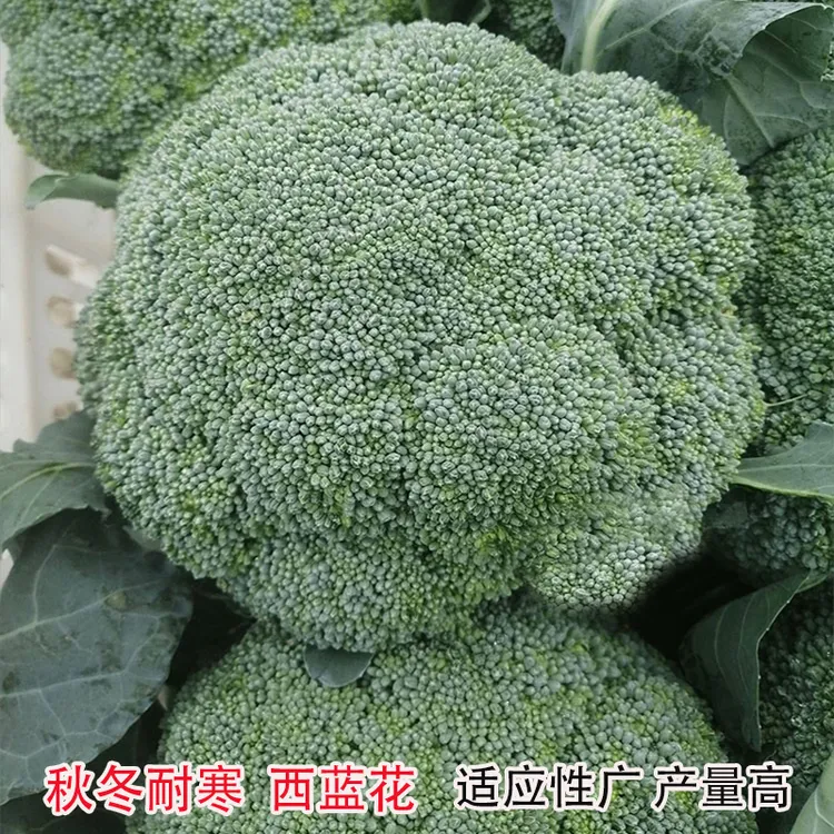 秋冬耐寒高产西兰花苗有机花菜苗白花菜青梗松花菜苗椰菜抗寒优选