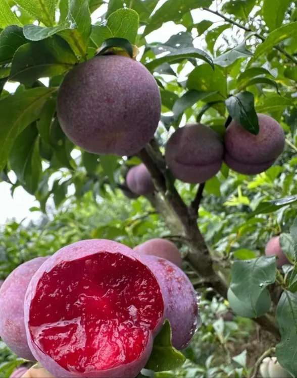 广东信宜钱排三华李新鲜采摘脆甜爆汁当季水果酸甜产地与辉