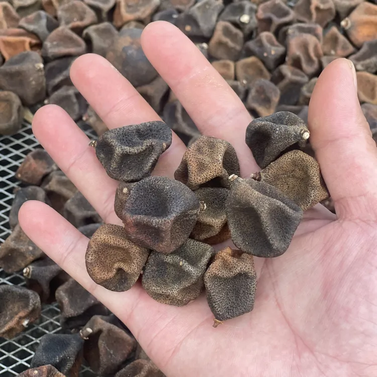 广西浦北陈皮果2025年特产柑宝（天然晒干）