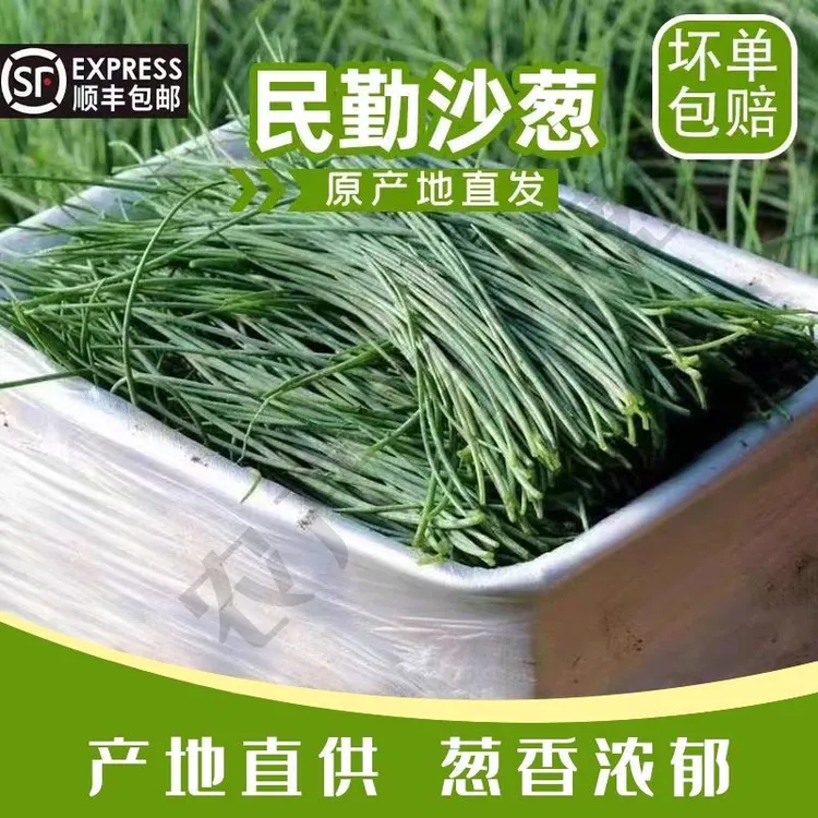 新鲜民勤特产沙葱顺丰包邮沙漠小嫩葱现摘即食美味