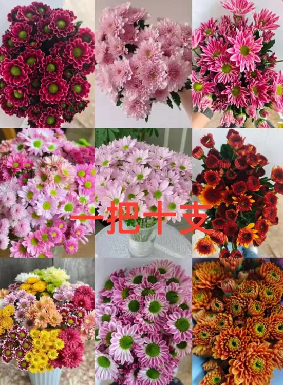 多头小雏菊网红小菊花家居办公室插花配花鲜花基地直发