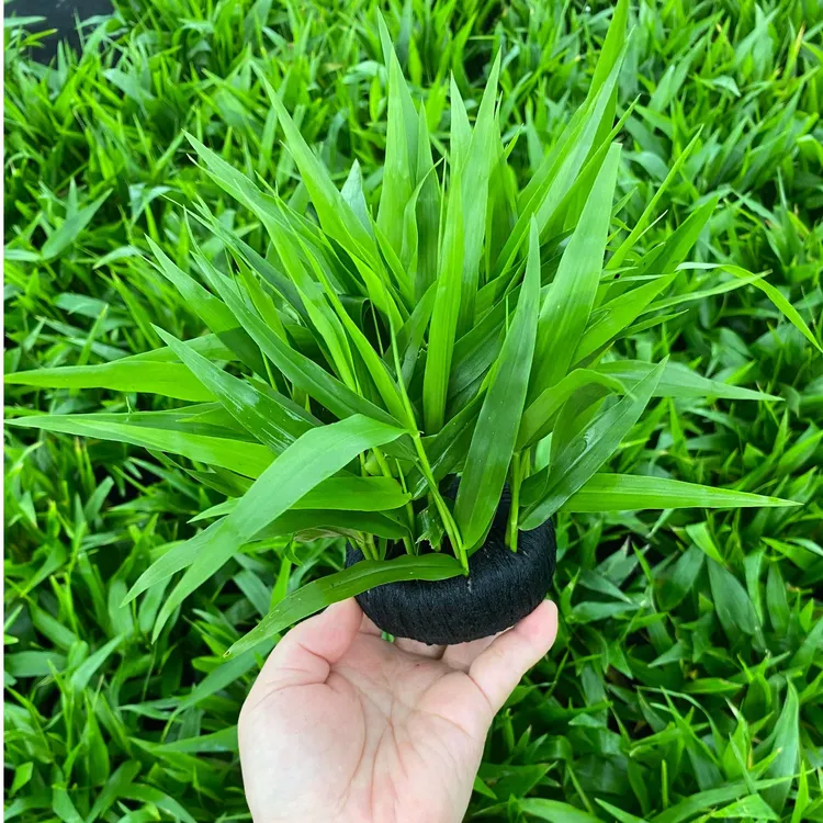 南美青竹竹叶大坨草新人易上手好养活鱼缸水草阴性装饰活体水草