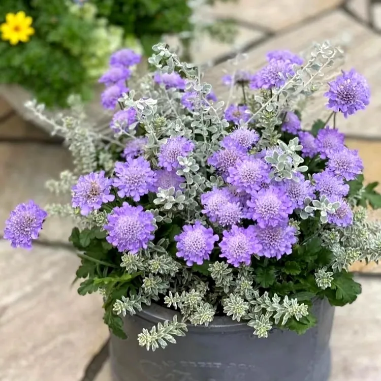 蓝盆花盆栽四季开花庭院阳台耐寒耐热多年生