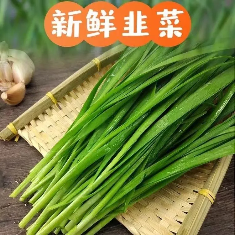 东北头茬韭菜辽宁当地新鲜小叶韭菜可炒蛋包韭菜盒子