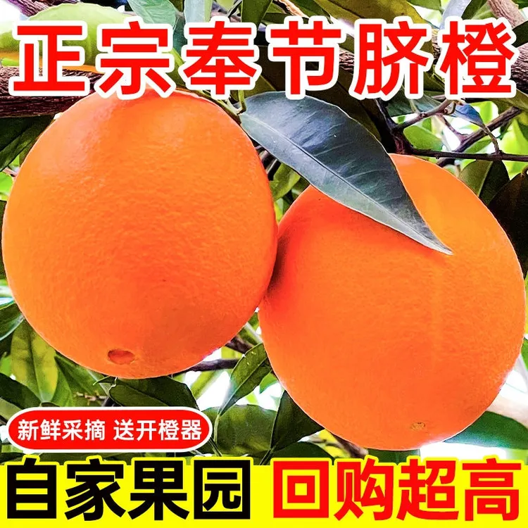 小市民正宗奉节脐橙福本
