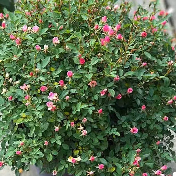 黄金刺梨嫁接素材，扦插杆，月季，玫瑰嫁接扦杆，2厘米粗，20～40Cm长。