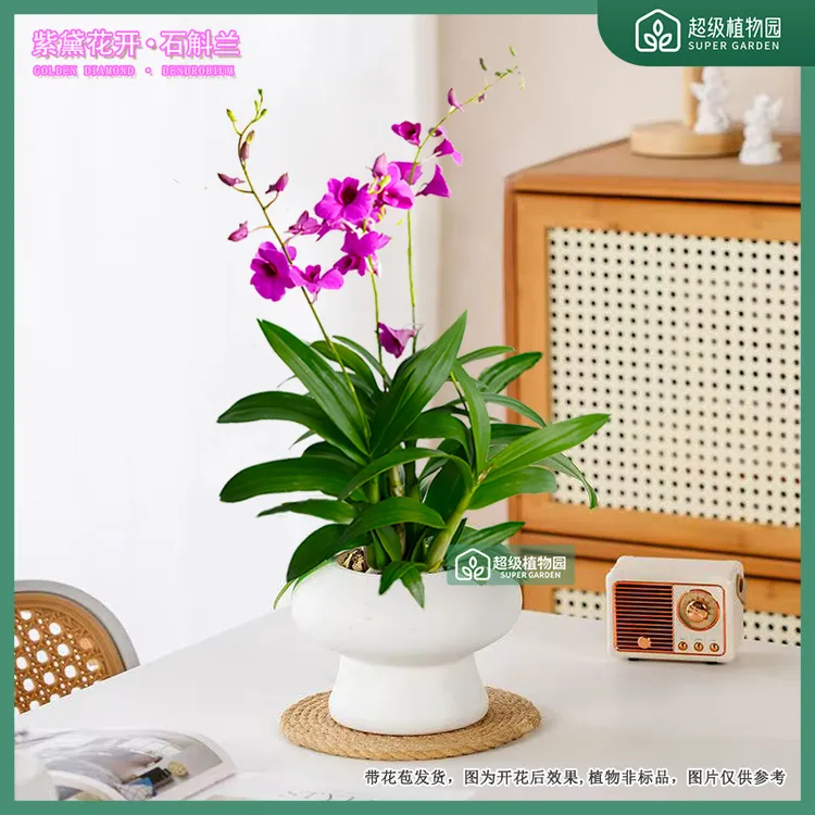 【1-2花剑带花花苞发货】紫花石斛兰盆栽室内蝴蝶兰花客厅四季开花