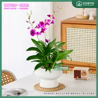 【1-2花剑带花苞发货】紫花红泼墨秋石斛兰香水蝴蝶兰室内四季开花