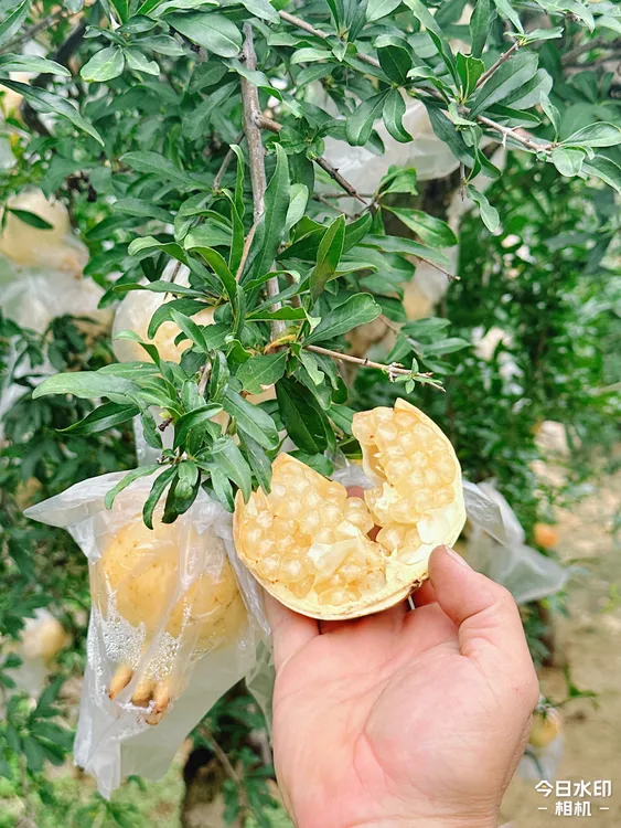 【514208-07】王大利精品富硒石榴基地   白花玉石子 9 斤装