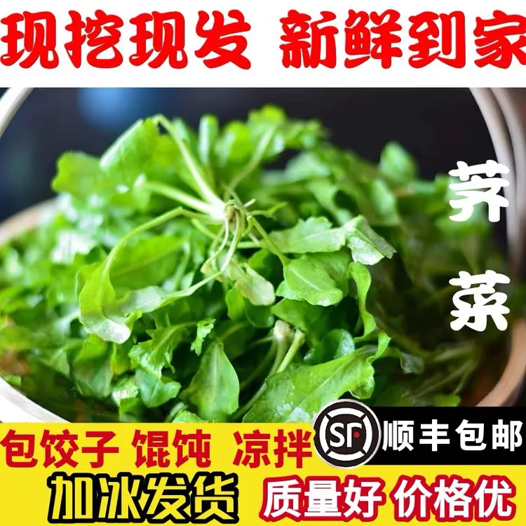 顺丰包邮苏北农家荠菜 新鲜野荠菜 大叶荠菜 饺子馄饨馅1/2/3/4斤
