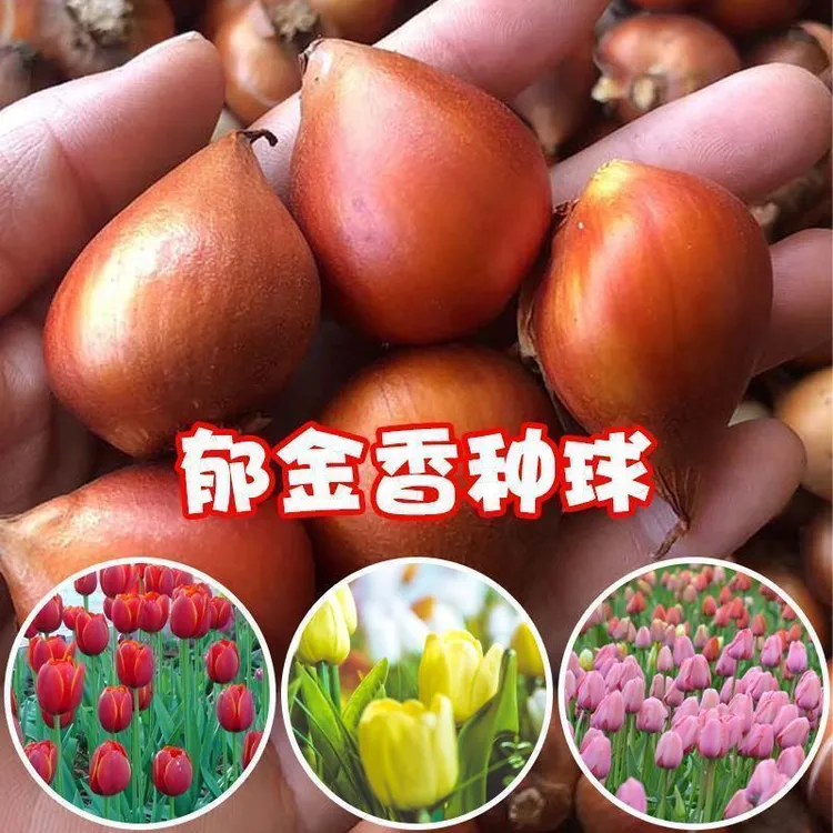 新疆包邮-郁金香种球水土培盆栽庭院耐寒好养阳台花种