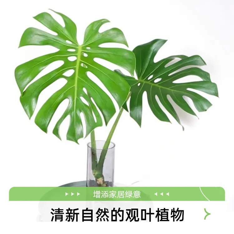 客厅龟背竹净化空气净化适合室内办公室桌面绿植大型吸甲醛老板