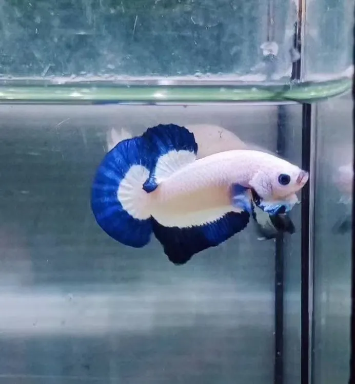 小型热带观赏鱼淡水好养适合新手草缸造景