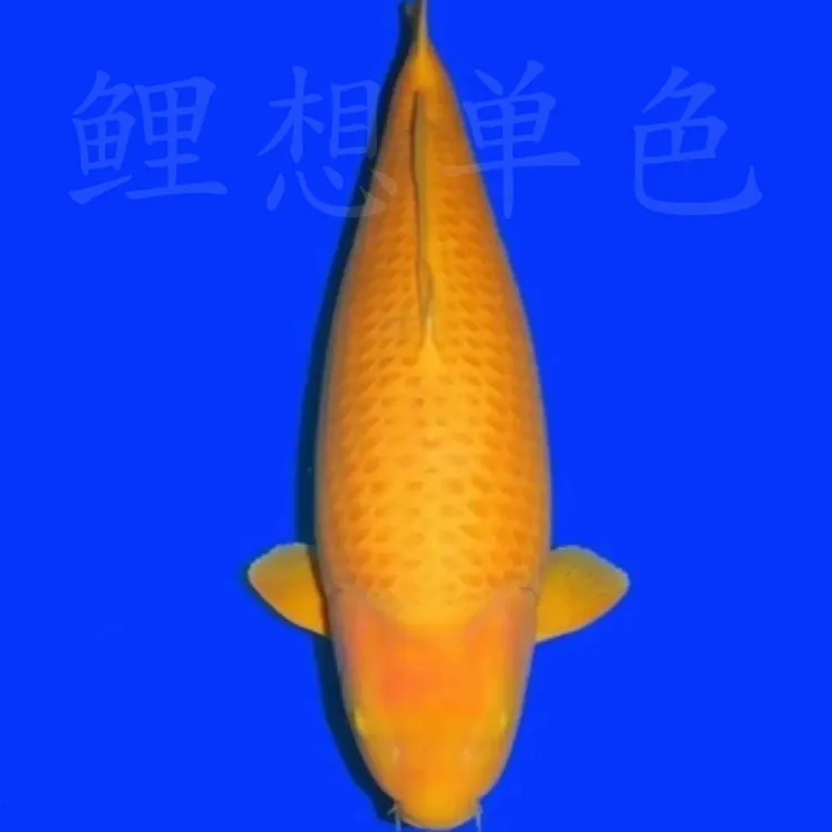 纯种锦鲤观赏鱼血统黄猿配超级芒果芥子血统诚太茶鲤等养渔场直售