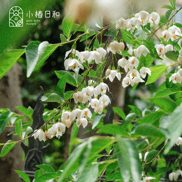 小椿日和 野茉莉树安息香树庭院阳台耐热耐寒好养