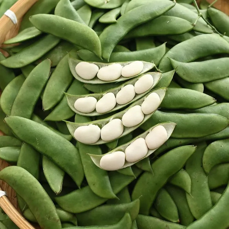 农家菜新鲜白玉豆产地直销精品健康蔬菜当季新鲜豆子白芸豆洋扁豆
