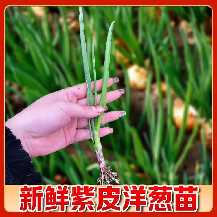 水果洋葱苗子紫皮洋葱苗秧苗洋葱幼苗栽苗蔬菜洋葱苗大田用苗蔬菜