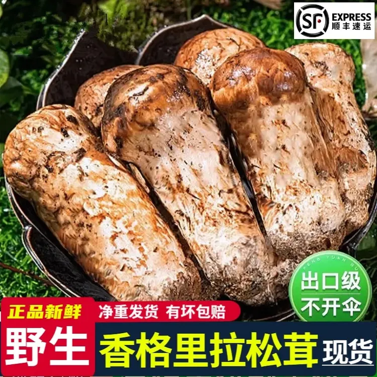 云南新鲜松茸菌菌菇，香格里拉松茸