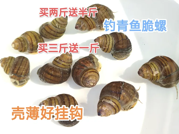 广东花脆螺鲜活薄壳易脆专钓青鱼黑鲩黑坑鱼饵料可直接刺穿挂钩