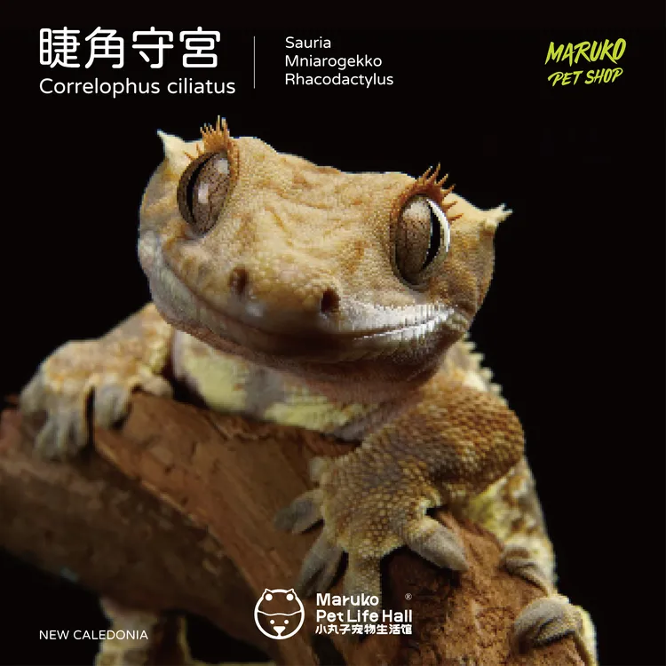 【小丸子爬宠】睫角莉莉白新手入门萌宠盖勾亚守宫巨人守宫懒人宠物