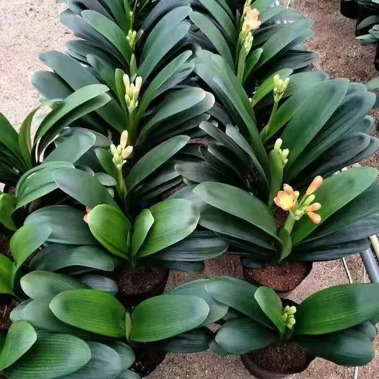 【精品推荐】君子兰花君子兰盆栽君子兰苗四季常青植物蝴蝶兰花苗