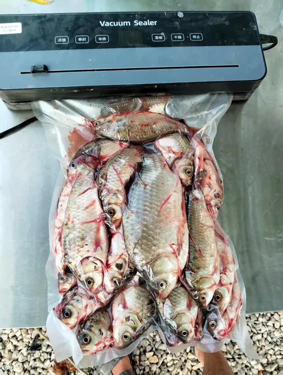 芡河野生鲫鱼，50g /150g 一条，鲜活宰杀，五斤，顺丰冷链包邮