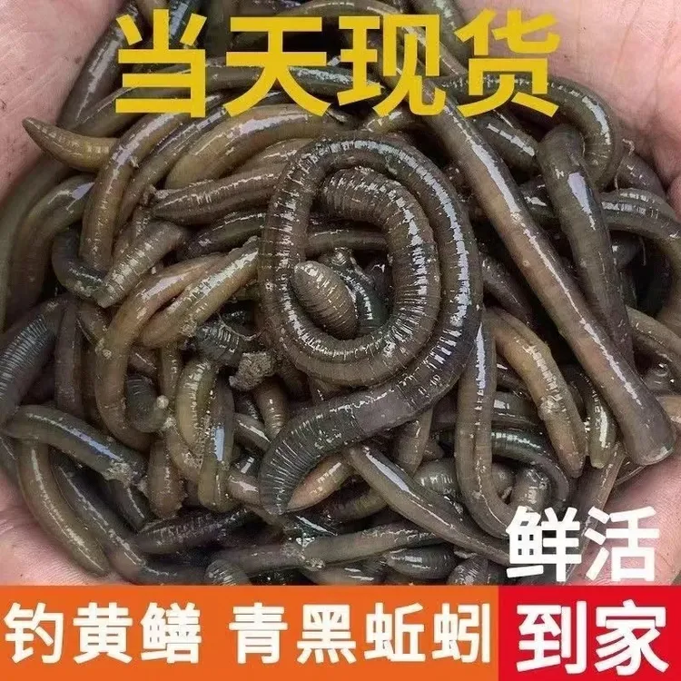 黑蚯蚓青蚯蚓野生户外野钓鱼钓黄鳝活饵饵料腥臭蚯蚓特臭鲜活现货
