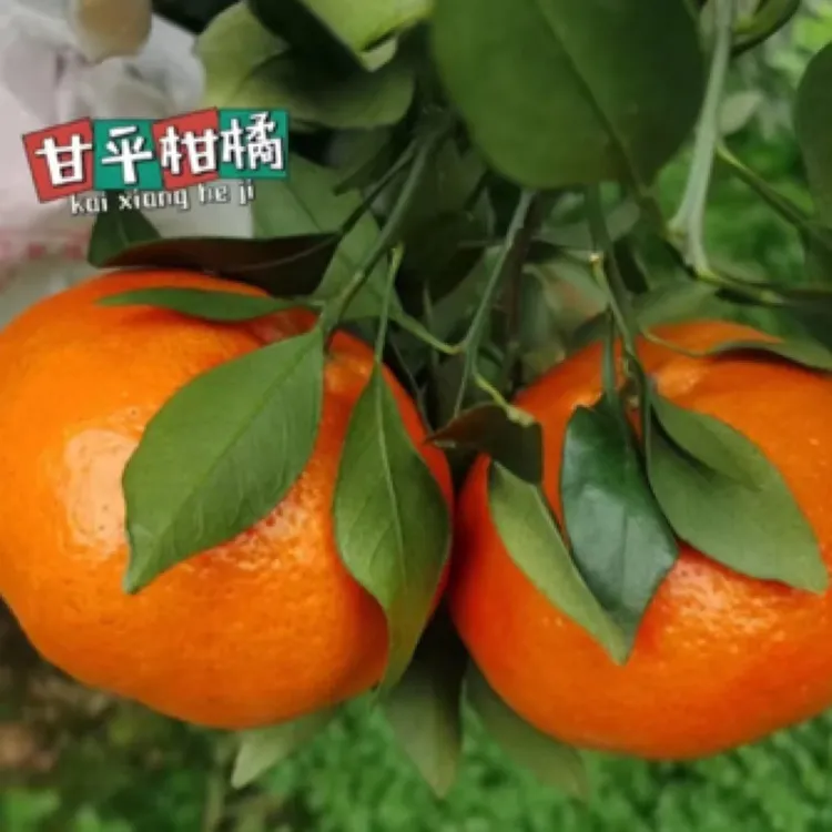 川）四川柑橘皇后甘平冬天水果现摘现发孕妇5斤9斤包邮手剥橘子