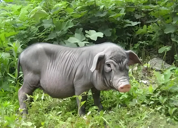 从江香猪最小黑猪肉农村熟食农户散养