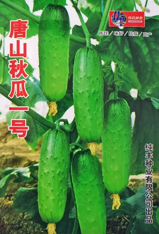【唐山秋瓜黄瓜种子】黄瓜种子唐山秋瓜籽阳台秋黄瓜蔬菜种子